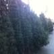 Image for article titled It's Beginning To Smell A Lot Like Christmas